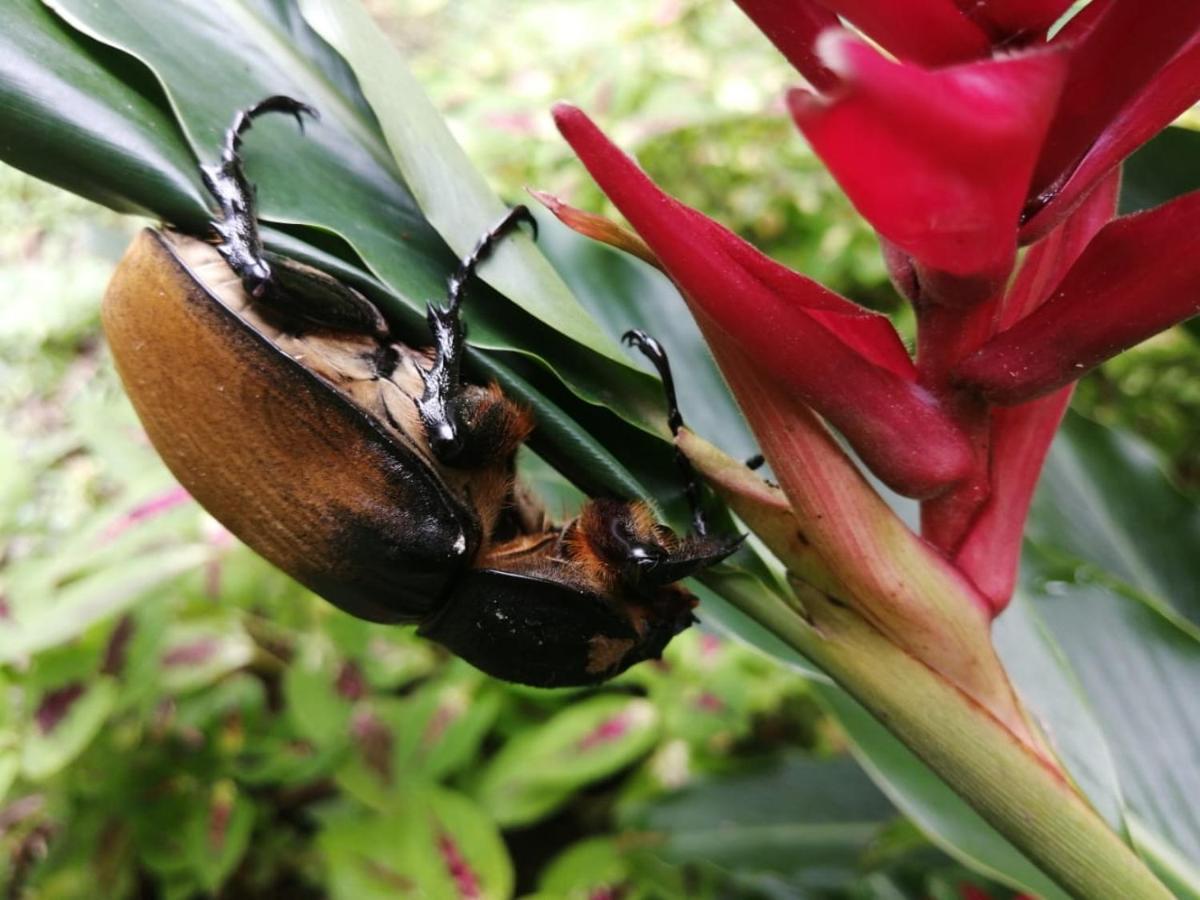Cahuita Lodge 外观 照片