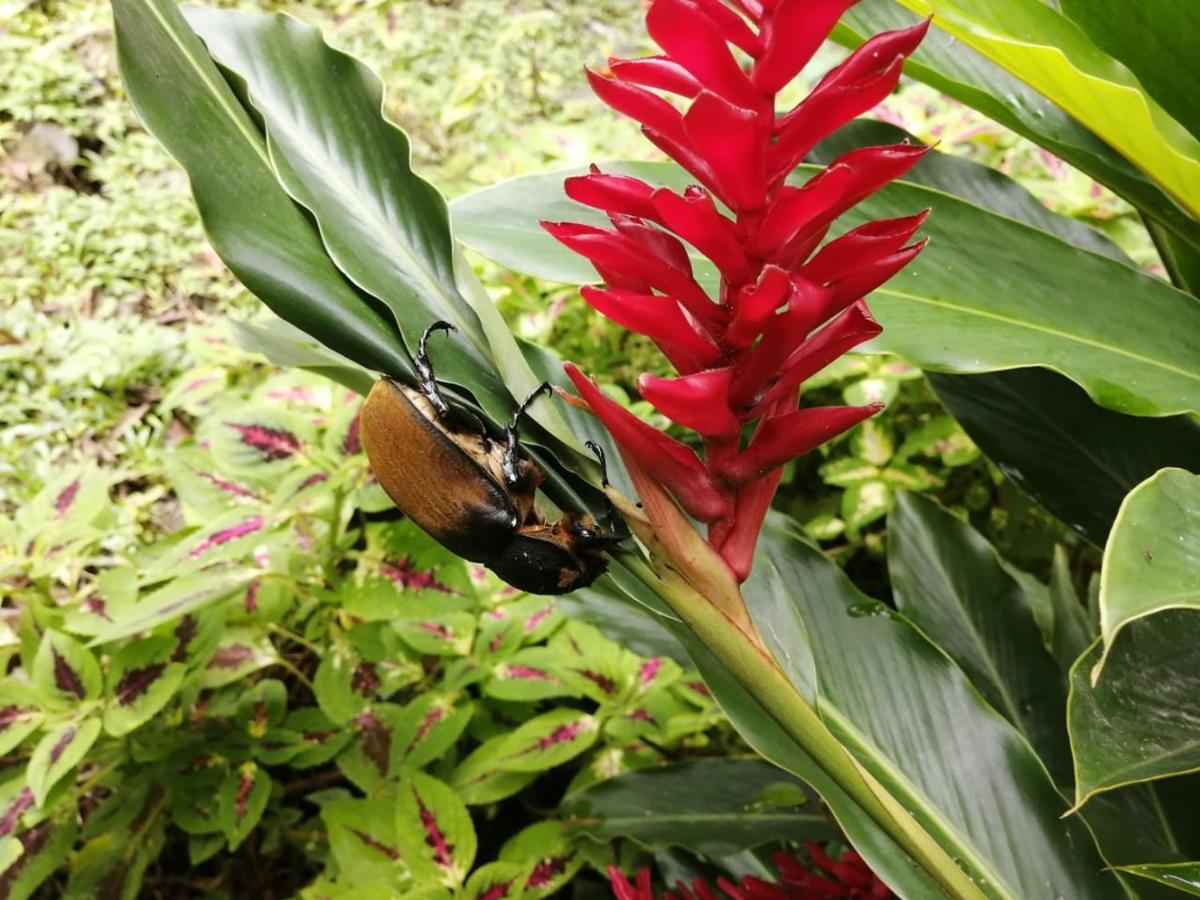 Cahuita Lodge 外观 照片